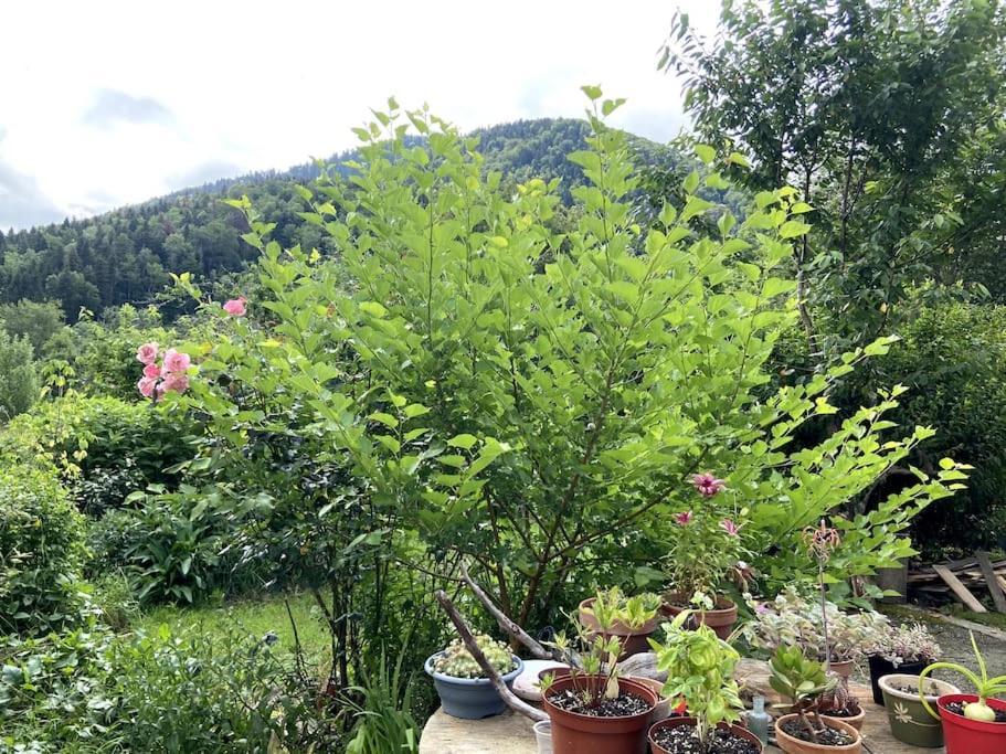 Chambre Double Cosy - Gite De La Louve Fougax-et-Barrineuf Εξωτερικό φωτογραφία